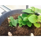 China Certificated paulownia tomentosa seeds manufacturer