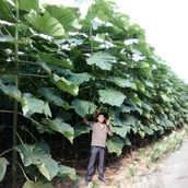 China Grade AA paulownia tree sapling manufacturer