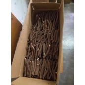 China Competitive price paulownia roots for breeding manufacturer