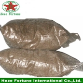 China Wholesale Paulownia 100% pure seeds, 99%survive root cuttings, root stump manufacturer