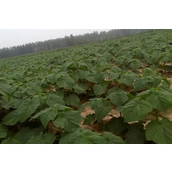 China Fastest growing paulownia 9501 root PH 6-8 manufacturer