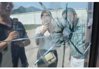 Can bulletproof glass be tempered
