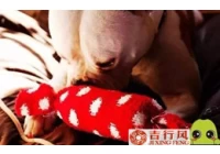 China Socks Toy Story –Pet toys manufacturer