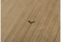 Augmenter la valeur des champs de 150 % grâce aux drones : d'un élevage de bétail à une terre fertile