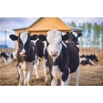 China SAP für tierische Wurf Hersteller