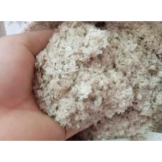 China Very good paulownia hybrid seeds 9501 shantong manufacturer