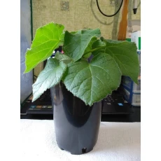 चीन बिक्री के लिए 2025 फ्रेश पॉलाउनिया हाइब्रिड 9501 रूट रोपाई उत्पादक