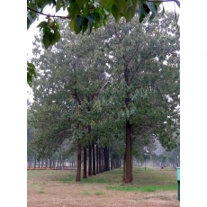 चीन लकड़ी के लिए तेजी से बढ़ता हुआ पॉलाउनिया हाइब्रिड 9501 रूट उत्पादक