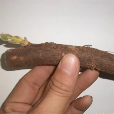 चीन लकड़ी के उत्पादन के लिए चीन मूल पॉलाउनिया 9501 कट रूट 2025 उत्पादक