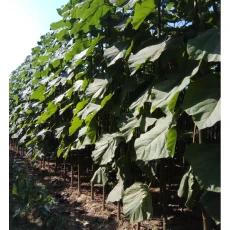 चीन सबसे तेजी से बढ़ने वाली पॉलाउनिया 9501 जड़ PH 6-8 उत्पादक