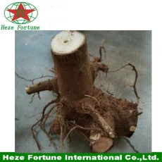 China 2015 latest fresh paulownia hybrid root stumps manufacturer