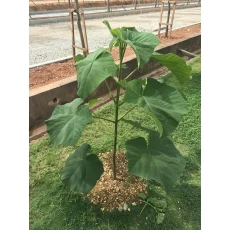 Chine 2018 fresh cut paulownia root hybrid 9501,shantong,elongata,tomentosa,fortunei wholesale in November fabricant