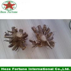 China 99% überleben Rate Paulownia verschiedenen Arten Bäumchen Stumpf Hersteller
