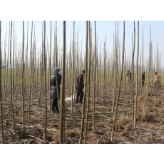 China Best supplying season paulownia roots for planting manufacturer
