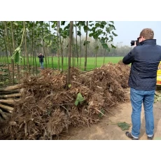 الصين أفضل الخشب الأنواع جودة الهجين 9501 بولونيا الجذع الجذر الصانع