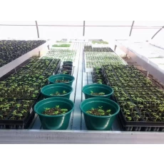 China Zertifikat unterstützte wächst schnell Samen Paulownia tomentosa Hersteller
