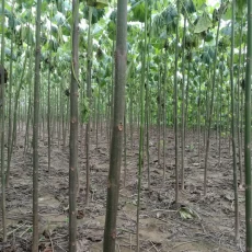 चीन चीन शीत प्रतिरोध उच्च शुद्धता paulownia elongata जड़ काटने उत्पादक