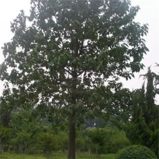 Çin Çin hibrid paotong fortunei ve tomentosa hibrid kraliyet İmparatoriçe ağacı Paulownia bitkiler üretici firma