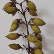 China Seltene Samen der chinesischen schönen Blumen königliche Paulownia für hölzernes Holz Hersteller