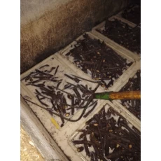الصين Clean disinfected paulownia root different species with PHY certificate الصانع