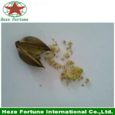 Chine Livraison rapide DGM certificat paulownia graines de elongata fabricant
