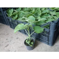 الصين Fast growth paulownia hybrid 9501 seedlings for planting الصانع