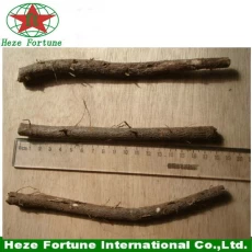 중국 Fresh hybrid 9501 roots cutting for planting 제조업체