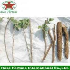 porcelana Fresh paulownia elongata roots cutting for sale fabricante
