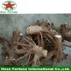 China Fresh whole root system paulownia tomentosa stumps manufacturer