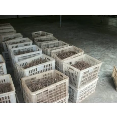 Китай Хорошее качество корней paulownia Сушеные корни кири. производителя