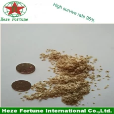 Chine High survive rate Barren resistant paulownia seeds fabricant