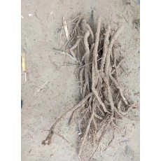 Cina Hottest parte tagliente radice di un albero di paulonia resistente al freddo produttore