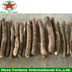 porcelana Hybrid 9501 paulownia roots cutting for planting fabricante