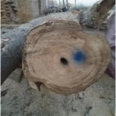 China Hybrid 9501 root after 5 years paulownia log manufacturer