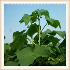 China Paulownia seeds and roots manufacturer