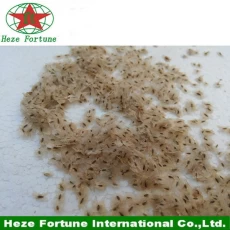 China Paulownia shan tong 4 seeds for breeding seedling manufacturer