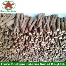 China planta espécies de rápido crescimento paulownia híbrido de corte 9501 raízes fabricante