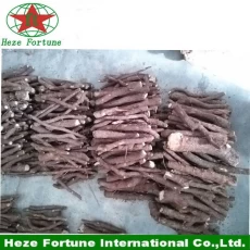 China The fastest growing tree in the world paulownia elongata roots cutting for breeding manufacturer