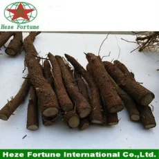 Cina Top growing rate best species hybrid 9501 roots cutting for germination produttore