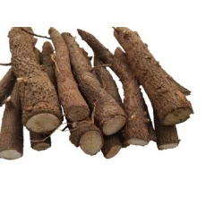China Top growing rate paulownia shan tong roots cutting manufacturer