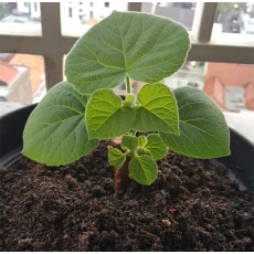China Tropical and cold climate species paulownia 9501 hybrid root manufacturer