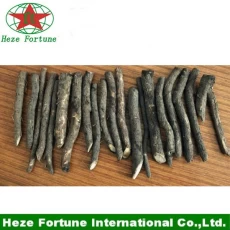 China Eco-friendly paulownia híbridos 9501 raízes de corte taxa de crescimento rápido fabricante