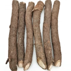 China cold resistant paulownia kiri tree root cutting manufacturer