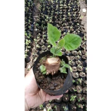 China Top survive rate paulownia roots with certificate supported manufacturer