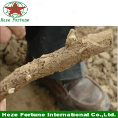 Cina buona gene paulonia ibrido 9501 taglio di root produttore