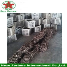 China high survive rate cheap paulownia plant tree root manufacturer