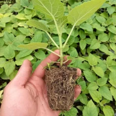 China paulownia roots for sale manufacturer