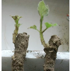 China save time and work paulownia root better than seeds manufacturer