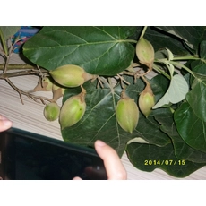 चीन 2017 ताजा नए paulownia बीज shantong, संकर 9501, elongata, tomentosa उत्पादक