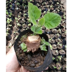 Китай Best cold resist species Paulownia hybrid shantong root cutting for big tree timber производителя
